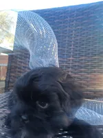 Onix, a male Shih Tzu and Poodle - Miniature  for sale in Surprise, AZ – Photo 1 of 9