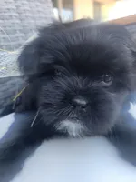 Cream, a female Shih Tzu and Poodle - Miniature  for sale in Surprise, AZ – Photo 7 of 8