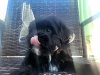 Cream, a female Shih Tzu and Poodle - Miniature  for sale in Surprise, AZ – Photo 2 of 8