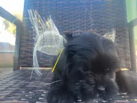 Cream, a female Shih Tzu and Poodle - Miniature  for sale in Surprise, AZ – Photo 3 of 8