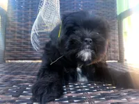 Cream, a female Shih Tzu and Poodle - Miniature  for sale in Surprise, AZ – Photo 4 of 8