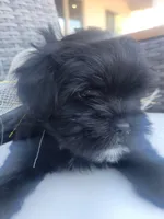 Cream, a female Shih Tzu and Poodle - Miniature  for sale in Surprise, AZ – Photo 8 of 8