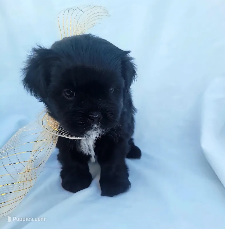 Cream – Shih Tzu, Poodle - Miniature  puppy for sale in Surprise, AZ