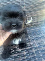 Cream, a female Shih Tzu and Poodle - Miniature  for sale in Surprise, AZ – Photo 5 of 8