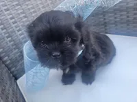 Cinnamon, a male Shih Tzu and Poodle - Miniature  for sale in Surprise, AZ – Photo 3 of 7