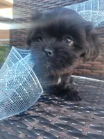 Cinnamon, a male Shih Tzu and Poodle - Miniature  for sale in Surprise, AZ – Photo 4 of 7