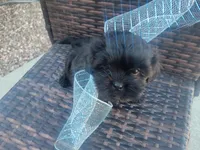 Cinnamon, a male Shih Tzu and Poodle - Miniature  for sale in Surprise, AZ – Photo 7 of 7