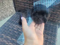 Cinnamon, a male Shih Tzu and Poodle - Miniature  for sale in Surprise, AZ – Photo 5 of 7