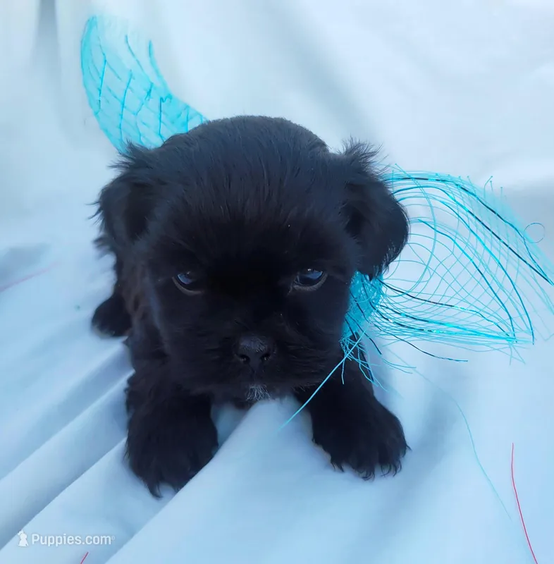 Cinnamon – Shih Tzu, Poodle - Miniature  puppy for sale in Surprise, AZ