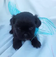 Cinnamon, a male Shih Tzu and Poodle - Miniature  for sale in Surprise, AZ – Photo 1 of 7