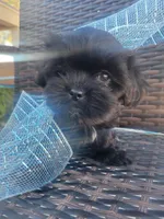 Cinnamon, a male Shih Tzu and Poodle - Miniature  for sale in Surprise, AZ – Photo 6 of 7