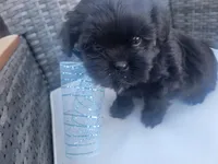 Cinnamon, a male Shih Tzu and Poodle - Miniature  for sale in Surprise, AZ – Photo 2 of 7