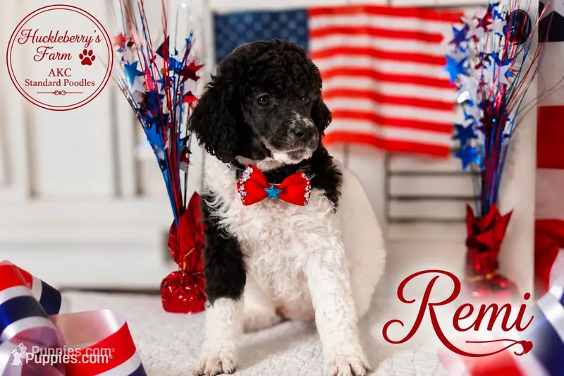 Remi – Poodle - Standard  puppy for sale in Troy, AL