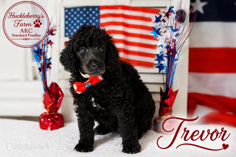 Trevor – Poodle - Standard  puppy for sale in Troy, AL