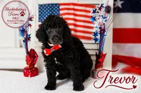 Trevor, a male Poodle - Standard  for sale in Troy, AL – 1 of 3
