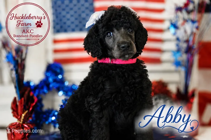 Abby – Poodle - Standard  puppy for sale in Troy, AL