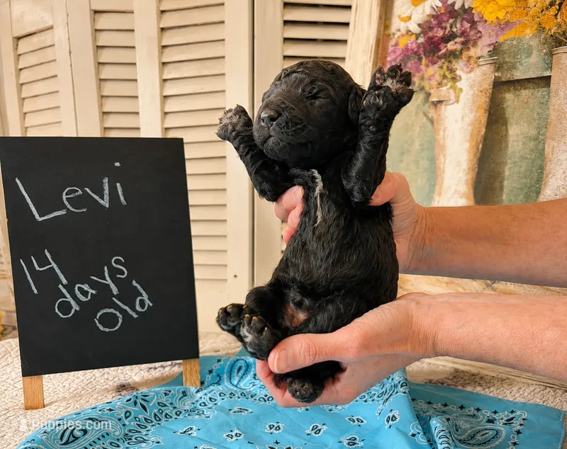 Levi – Poodle - Standard  puppy for sale in Troy, AL
