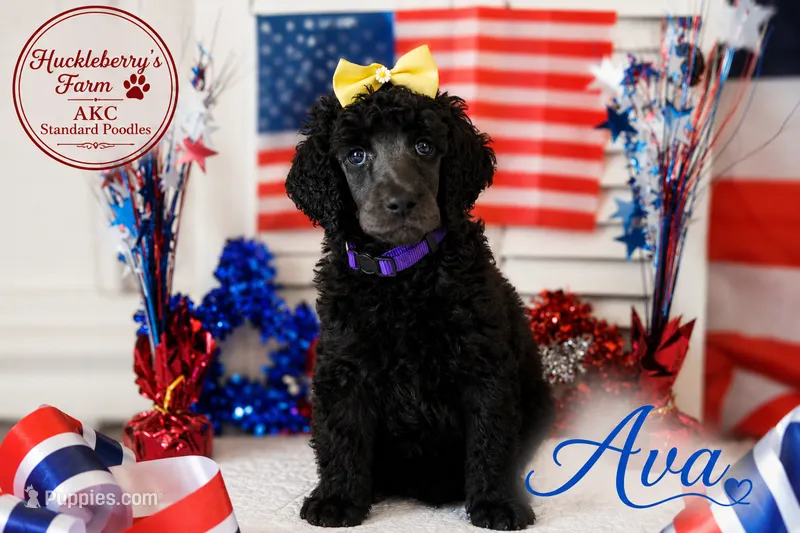 Ava – Poodle - Standard  puppy for sale in Troy, AL