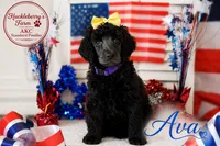 Ava, a female Poodle - Standard  for sale in Troy, AL – 1 of 3