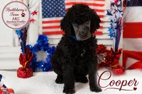 Cooper, a male Poodle - Standard  for sale in Troy, AL – 1 of 3