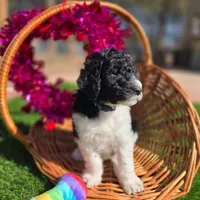 Remi, a male Goldendoodle for sale in Troy, AL – Photo 2 of 6