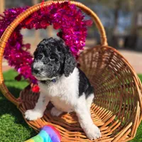 Remi, a male Goldendoodle for sale in Troy, AL – Photo 1 of 6