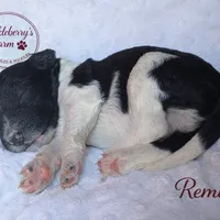 Remi, a male Goldendoodle for sale in Troy, AL – Photo 6 of 6