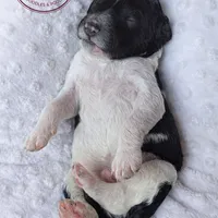 Remi, a male Goldendoodle for sale in Troy, AL – Photo 5 of 6