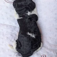 Remi, a male Goldendoodle for sale in Troy, AL – Photo 4 of 6