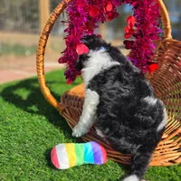 Remi, a male Goldendoodle for sale in Troy, AL – Photo 3 of 6