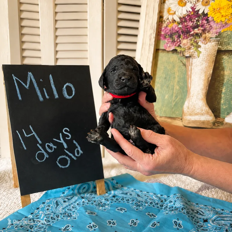 Milo – Poodle - Standard  puppy for sale in Troy, AL