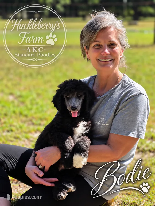 Bodie – Poodle - Standard  puppy for sale in Troy, AL