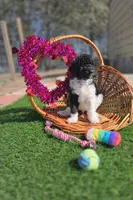 Ranger, a male Goldendoodle for sale in Troy, AL – Photo 1 of 5