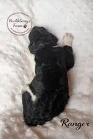 Ranger, a male Goldendoodle for sale in Troy, AL – Photo 5 of 5