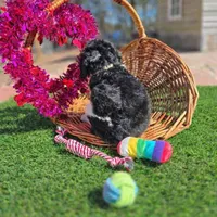 Ranger, a male Goldendoodle for sale in Troy, AL – Photo 2 of 5
