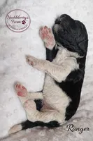 Ranger, a male Goldendoodle for sale in Troy, AL – Photo 3 of 5