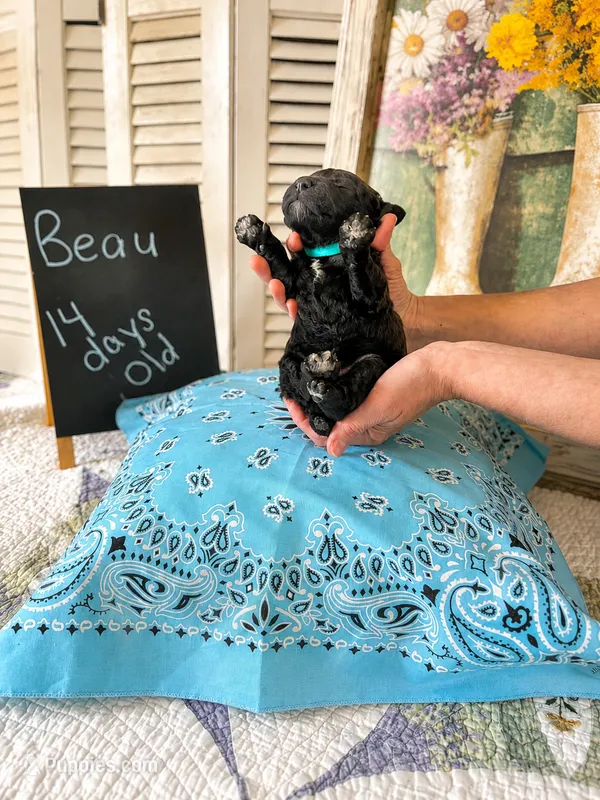 Beau – Poodle - Standard  puppy for sale in Troy, AL