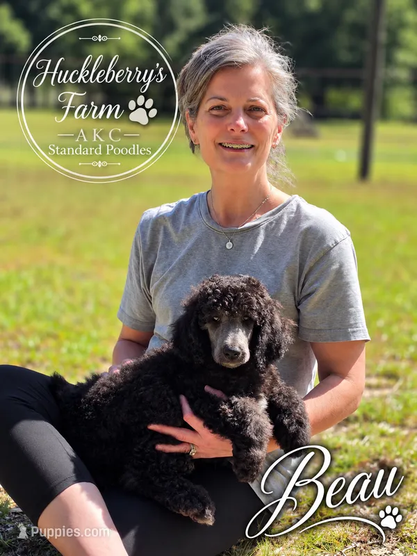 Beau – Poodle - Standard  puppy for sale in Troy, AL