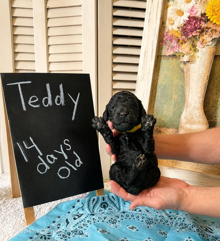 Teddy – Poodle - Standard  puppy for sale in Troy, AL