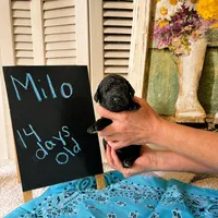Milo, a male Poodle - Standard  for sale in Troy, AL – 2 of 2