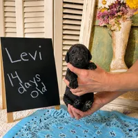 Levi, a male Poodle - Standard  for sale in Troy, AL – 2 of 2