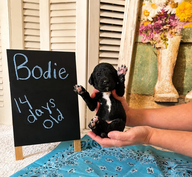 Bodie – Poodle - Standard  puppy for sale in Troy, AL