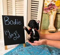 Bodie, a male Poodle - Standard  for sale in Troy, AL – 1 of 2
