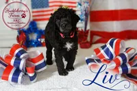 Liv, a female Poodle - Standard  for sale in Troy, AL – 1 of 3