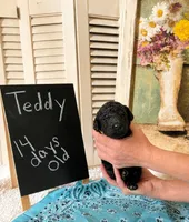 Teddy, a male Poodle - Standard  for sale in Troy, AL – 2 of 2