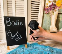 Bodie, a male Poodle - Standard  for sale in Troy, AL – 2 of 2