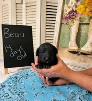 Beau, a male Poodle - Standard  for sale in Troy, AL – 2 of 2
