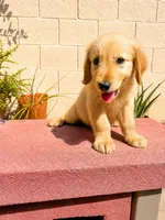 Female 1, a male Golden Retriever for sale in Phoenix, AZ – 3 of 3
