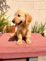 Female 1, a male Golden Retriever for sale in Phoenix, AZ – 2 of 3