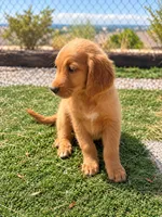 Golden Retriever Male 1, a male Golden Retriever for sale in Phoenix, AZ – 2 of 4